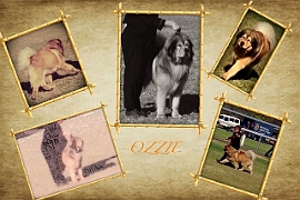 Ozzie Montage by John